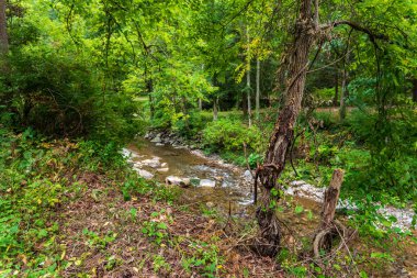 Robert H. Treman Eyalet Parkı: Gorge Patikası