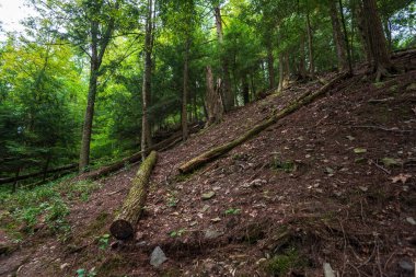Robert H. Treman Eyalet Parkı: Gorge Patikası