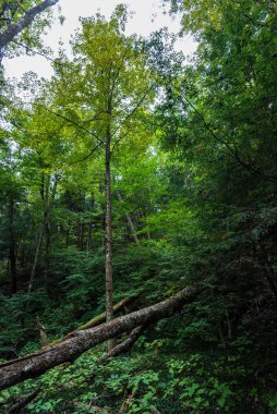 Robert H. Treman Eyalet Parkı: Gorge Patikası