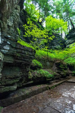 Robert H. Treman Eyalet Parkı: Gorge Patikası