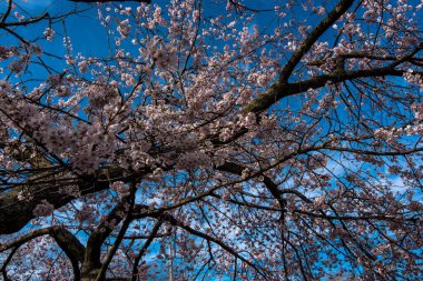 Bahriye Parkı, Brooklyn, Ny, Usa 'da ağaçlar çiçek açar
