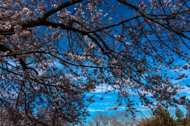 Bahriye Parkı, Brooklyn, Ny, Usa 'da ağaçlar çiçek açar