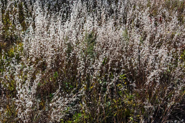 Autunno Jamaica Bay Queens New York Usa — Foto Stock