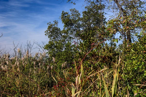 Herfst Jamaica Bay Queens New York Usa — Stockfoto