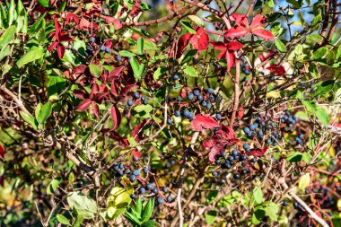 Jamaika Körfezi 'nde sonbahar, Queens, New York, Usa