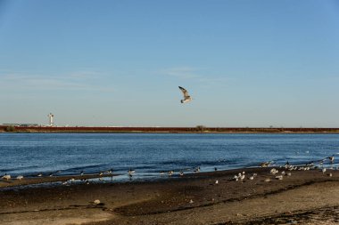 Jamaika Körfezi 'nde sonbahar, Queens, New York, Usa