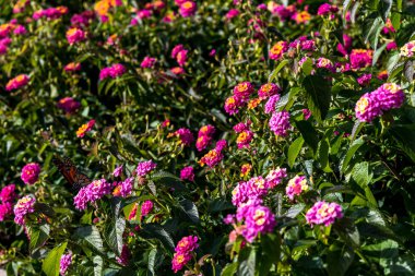 Bahçe çiçek kelebek