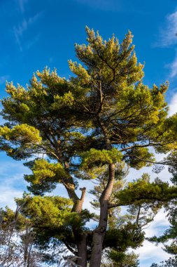 Welvin Park ve Koruma