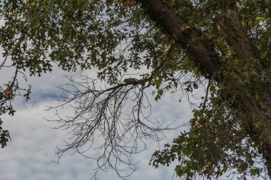 Welvin Park ve Koruma