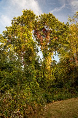 Welvin Park ve Koruma