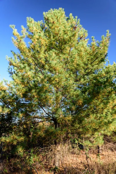 Autunno Jamaica Bay Queens New York Usa — Foto Stock