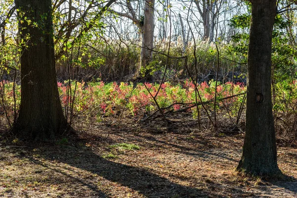 Autumn Jamica Bay Queens New York Usa — стоковое фото