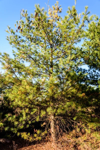 Autunno Jamaica Bay Queens New York Usa — Foto Stock