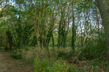 Powel 'in Cove Park Nad Whitestone Köprüsü