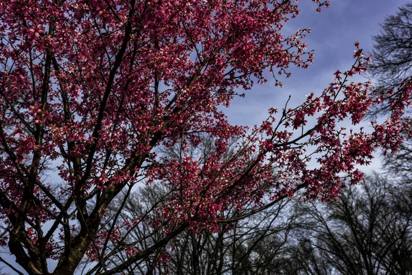 Early Signs Spring New York City Stock Image