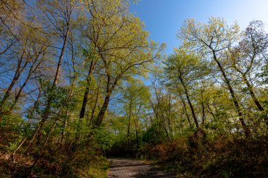 Rockefeller State Park Preserve, New York, ABD 'de baharın ilk belirtileri