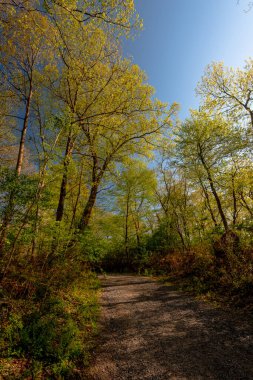 Rockefeller State Park Preserve, New York, ABD 'de baharın ilk belirtileri