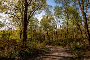 Rockefeller State Park Preserve, New York, ABD 'de baharın ilk belirtileri