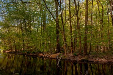Rockefeller State Park Preserve, New York, ABD 'de baharın ilk belirtileri