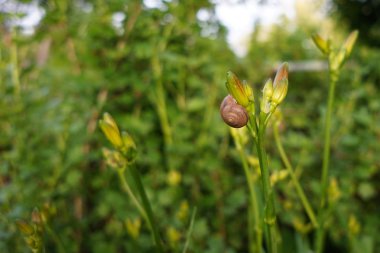 Salyangoz bir bıçak çimen.