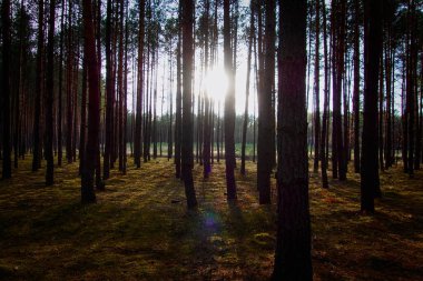 Sosnowicki ormanında günbatımı.