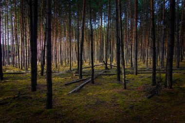 Sosnowicki ormanında günbatımı.