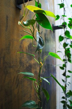 Modern binalar için ilginç çözümler.