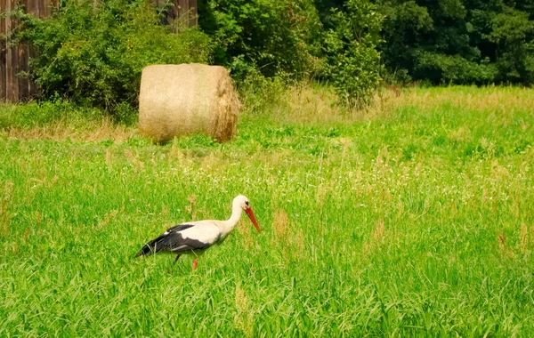 Stork Ett Fält Nära Sosnowica Polen 20019 — Stockfoto