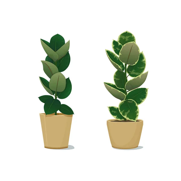 Zierpflanzen Topf Wohnkultur Vektorillustration Gummipflanze Ficus Elastica Zwei Blattfarbvariationen Gestaltungselemente — Stockvektor