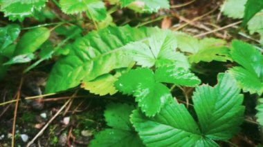 Yağmurdan sonra yeşil bitkileri kapat