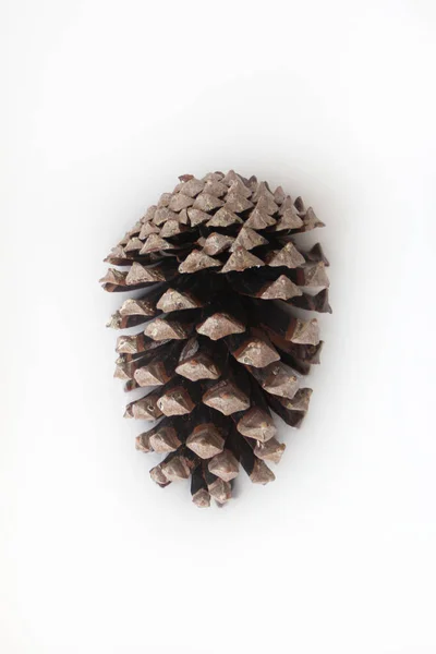 Un cono de pino solitario en un baño de leche blanca Imagen De Stock