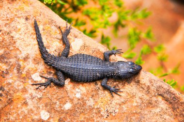 Black girdled lizard at Cape of Good Hope, South Africa clipart