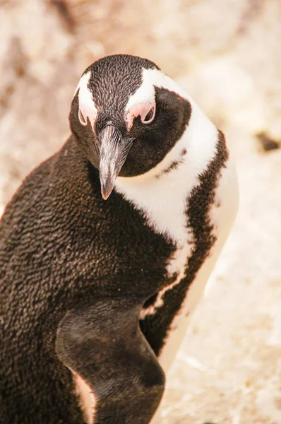 Pinguin allein in Steinspitze, Südafrika — Stockfoto