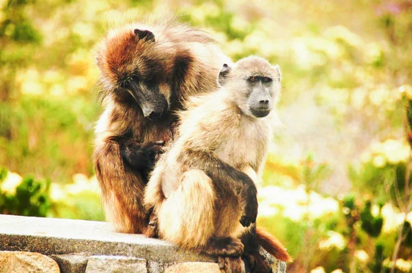 Babbuini agghiaccianti a Capo di Buona Speranza, Sud Africa — Foto Stock