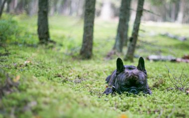 Fransız buldozer ormanda