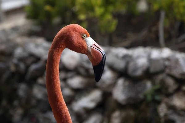 Grappige Flamingo Caribische Zee Saona Island Dominicaanse Republiek — Stockfoto