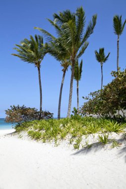 Karayip Denizi, Saona ada beyaz kumlu plajda Hindistan cevizi palmiye ağaçları. Dominik Cumhuriyeti