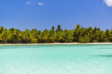 Karayip Denizi, Saona ada beyaz kumlu plajda Hindistan cevizi palmiye ağaçları. Dominik Cumhuriyeti