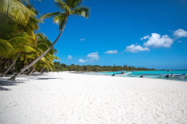 Karayip Denizi, Saona ada beyaz kumlu plajda Hindistan cevizi palmiye ağaçları. Dominik Cumhuriyeti