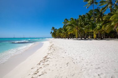 Karayip Denizi, Saona ada beyaz kumlu plajda Hindistan cevizi palmiye ağaçları. Dominik Cumhuriyeti