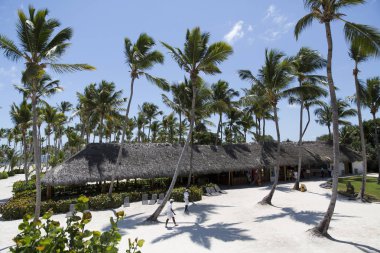 Karayip Denizi, Saona ada beyaz kumlu plajda Hindistan cevizi palmiye ağaçları. Dominik Cumhuriyeti