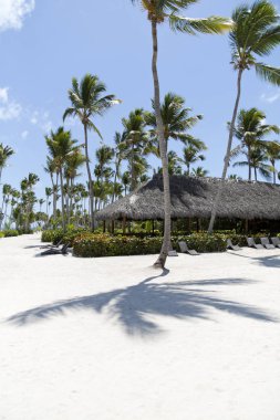 Karayip Denizi, Saona ada beyaz kumlu plajda Hindistan cevizi palmiye ağaçları. Dominik Cumhuriyeti