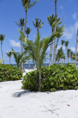 Karayip Denizi, Saona ada beyaz kumlu plajda Hindistan cevizi palmiye ağaçları. Dominik Cumhuriyeti