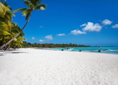 Karayip Denizi, Saona ada beyaz kumlu plajda Hindistan cevizi palmiye ağaçları. Dominik Cumhuriyeti