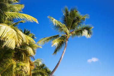 Karayip Denizi, Saona ada beyaz kumlu plajda Hindistan cevizi palmiye ağaçları. Dominik Cumhuriyeti