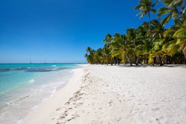 Karayip Denizi, Saona ada beyaz kumlu plajda Hindistan cevizi palmiye ağaçları. Dominik Cumhuriyeti
