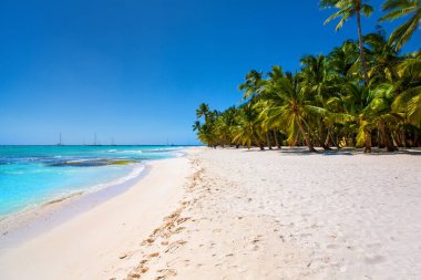Karayip Denizi, Saona ada beyaz kumlu plajda Hindistan cevizi palmiye ağaçları. Dominik Cumhuriyeti
