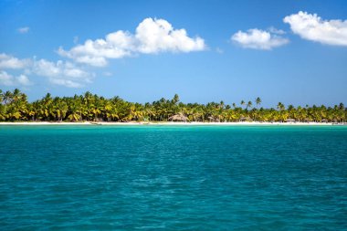 Karayip Denizi, Saona ada beyaz kumlu plajda Hindistan cevizi palmiye ağaçları. Dominik Cumhuriyeti