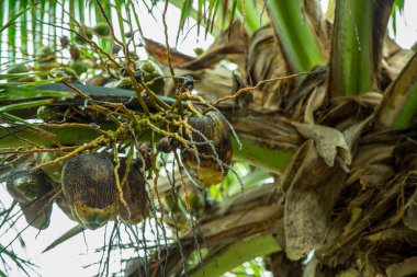 Karayip Denizi, Saona ada beyaz kumlu plajda Hindistan cevizi palmiye ağaçları. Dominik Cumhuriyeti