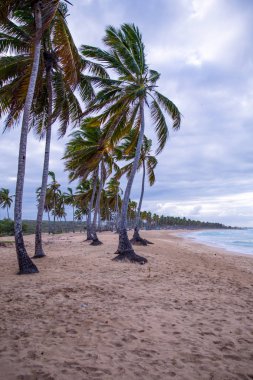 Karayip Denizi, Saona ada beyaz kumlu plajda Hindistan cevizi palmiye ağaçları. Dominik Cumhuriyeti